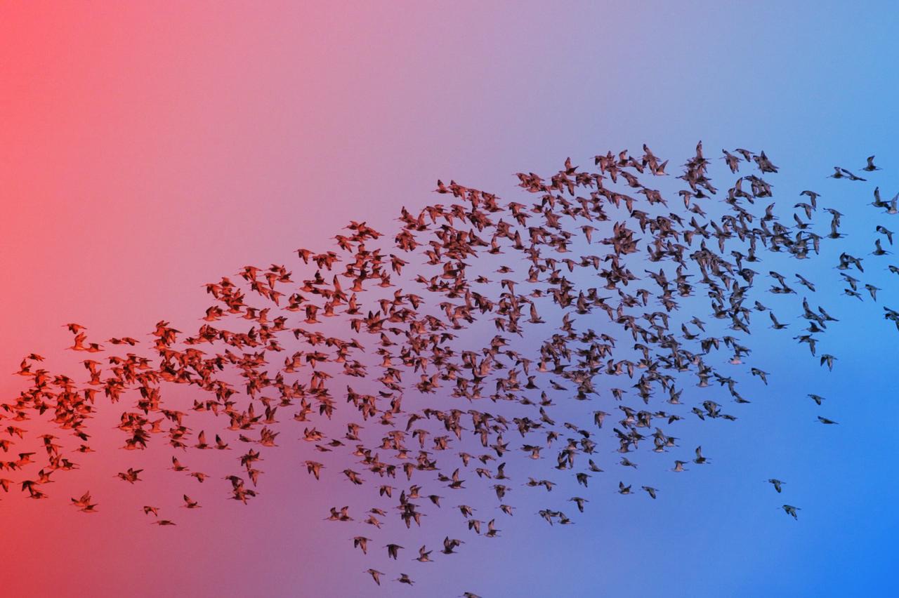 Az amatőr madarászok adatai felpörgetik a madárvédelmet