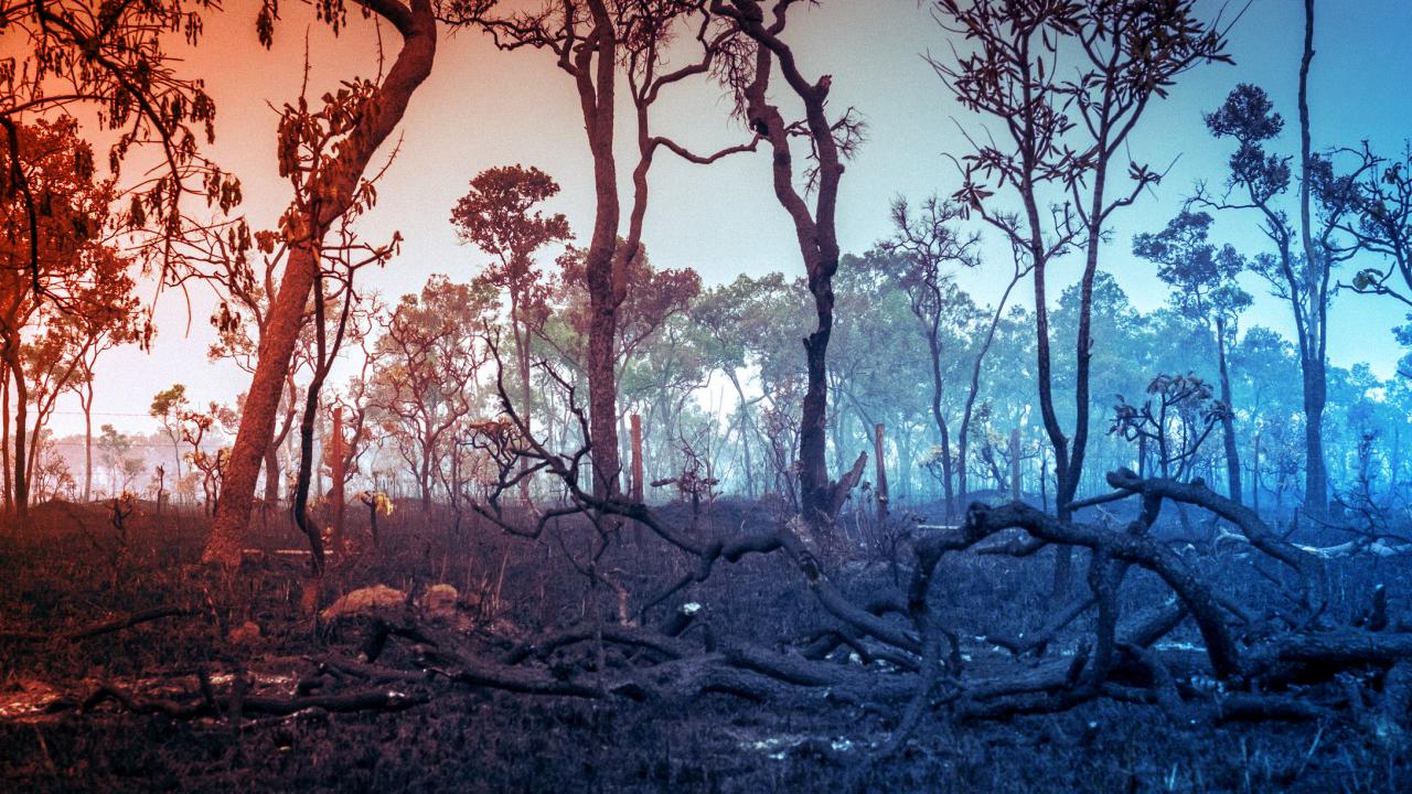 Az Amazonas esőerdeje végzetes klímaválság árnyékában