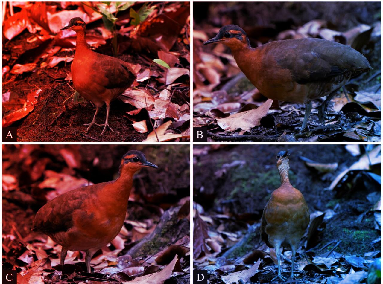 Az Amazonas új madara, a rettenthetetlen tinamou veszélyben