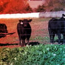 Az amerikai marhaállomány válsága hajtja fel a marhahús árát