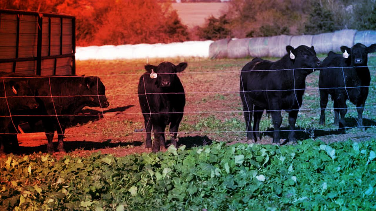 Az amerikai marhaállomány válsága hajtja fel a marhahús árát