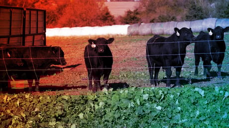 Az amerikai marhaállomány válsága hajtja fel a marhahús árát