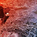 Az arizonai rétisasok váratlanul irányt váltottak vándorlás közben