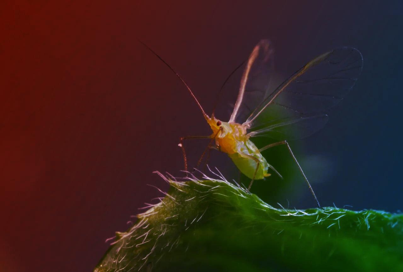 Az ausztrál lucernát tizedelő levéltetvek rejtett genetikai titkai