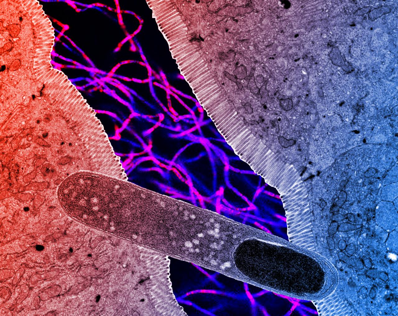 Az egérbél titkos fegyvere: baktérium, ami leállítja a hízást