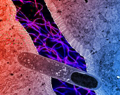 Az egérbél titkos fegyvere: baktérium, ami leállítja a hízást