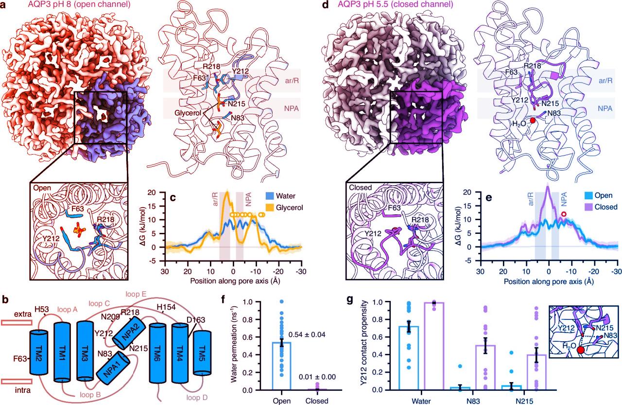 Az egészség titka: sejtjeink így zárják ki a szabadgyököket