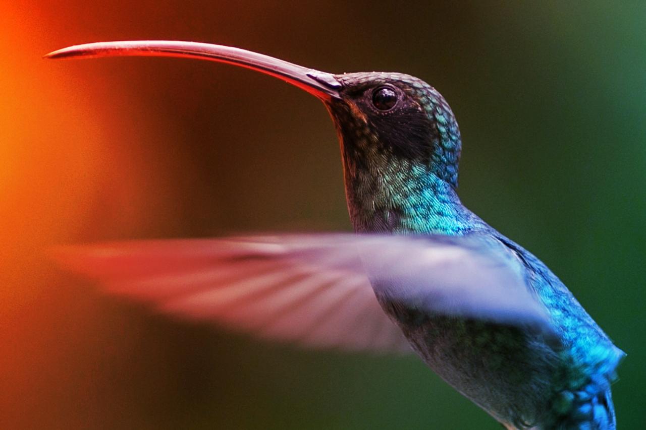 Az életüket kockáztató kolibrik: a természet középkori lovagjai