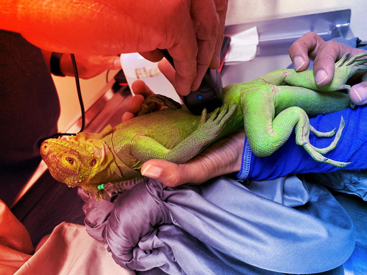 Az elhagyatott karibi szigeten iguánák vették át az uralmat