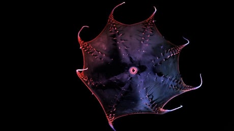 Az élő fosszília: feltárult a vámpírtintahal genetikai kódja