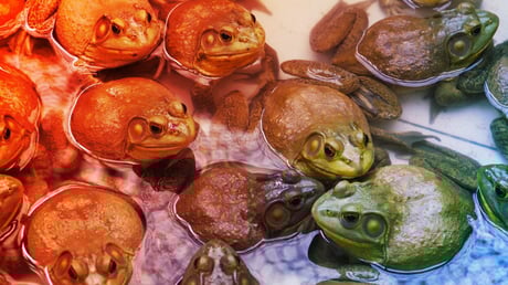 Az élő, nyers békaevés ára: ritka tüdőfertőzés Sanghajban