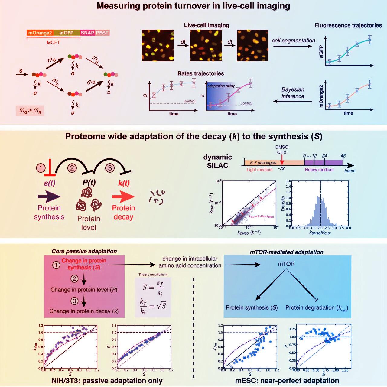Az élő sejtek titkos túlélési stratégiája: így szabályozzák a fehérjeszintet