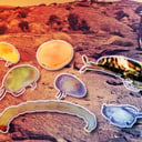 Az eltűnés küszöbén az ausztrál sivatagi víznyelők rejtett élővilága