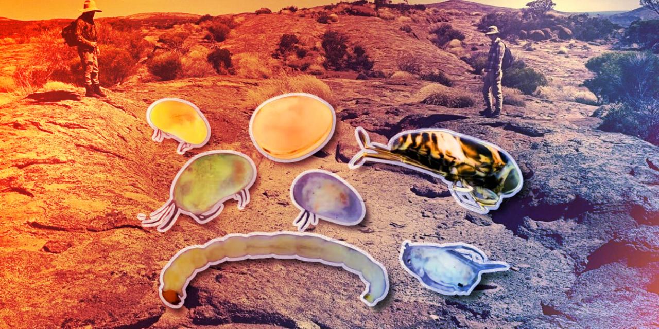 Az eltűnés küszöbén az ausztrál sivatagi víznyelők rejtett élővilága