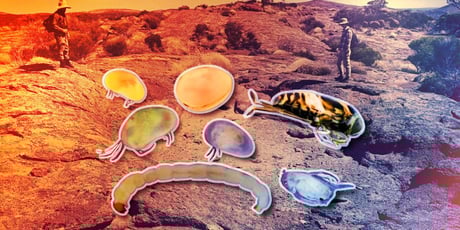 Az eltűnés küszöbén az ausztrál sivatagi víznyelők rejtett élővilága