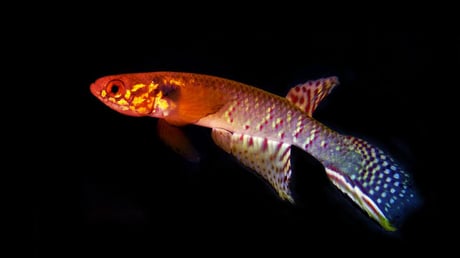 Az eltűntnek hitt hal visszatért – bolíviai szenzáció