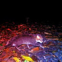 Az eltűntnek hitt laposfejű macska újra felbukkant Thaiföldön