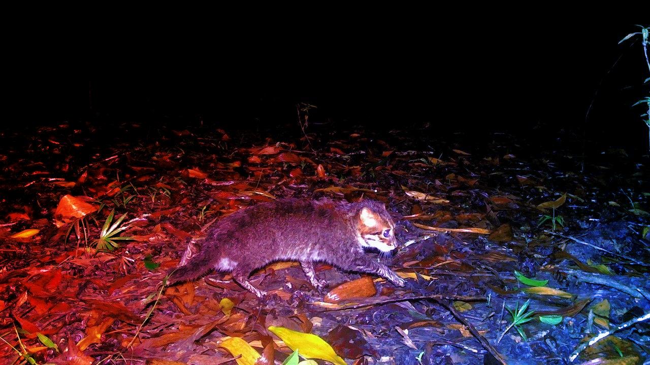 Az eltűntnek hitt laposfejű macska újra felbukkant Thaiföldön