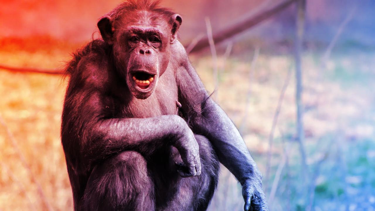 Az emberi agy külön csatornán dolgozza fel a csimpánzok hangját