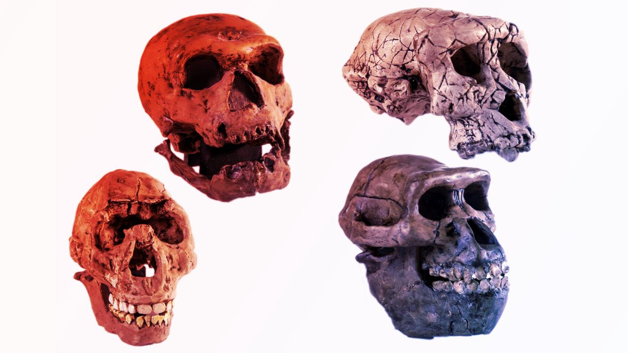 Az emberi evolúció új fejezete: Lehull Lucy koronája?