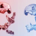 Az emberré válás nyomában: másfél millió éves arc felforgatja a tudományt