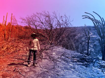 Az erdőtüzek évtizedekre átformálják a talajt