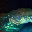 Az Északi-sark jege alatt rejtélyes, pezsgő életre bukkantak