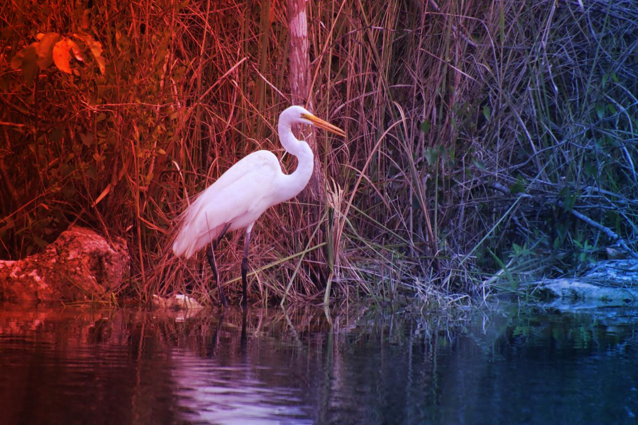 Az Everglades megmentése: 25 év harc után hol tartunk?