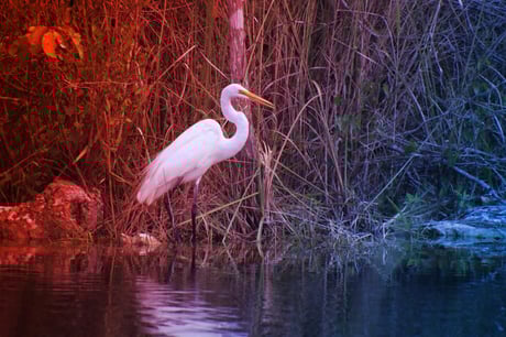 Az Everglades megmentése: 25 év harc után hol tartunk?