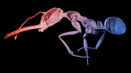 Az evolúció bajnokai: hogyan diadalmaskodtak az önfeláldozó hangyák?