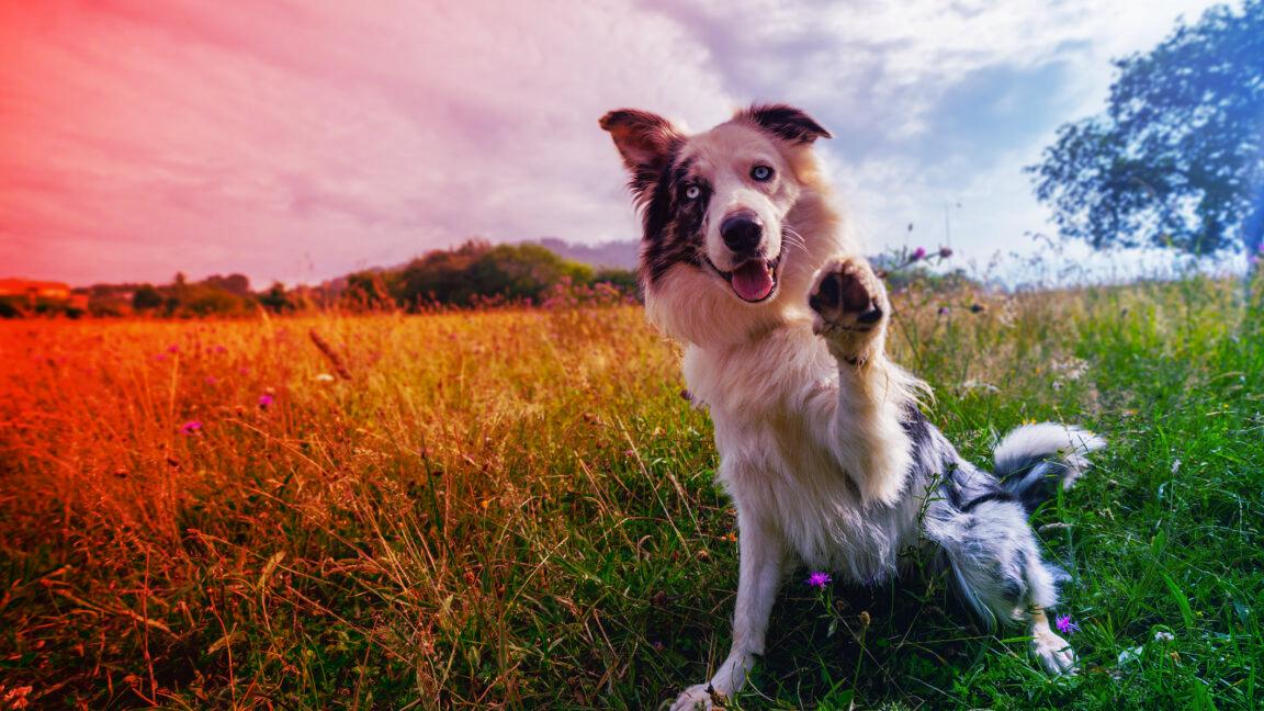 Az igazság a kutya-DNS-tesztekről: tényleg felfedik, miért ilyen a kutyád?