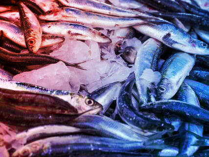 Az óceánok kiürülnek: csúfosan elbukott a halászati szabályozás