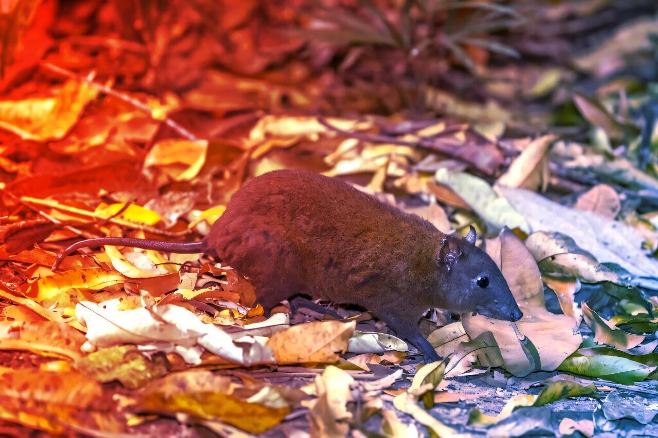 Az okos kameracsapdák: valóban életet mentenek az állatvilágban?