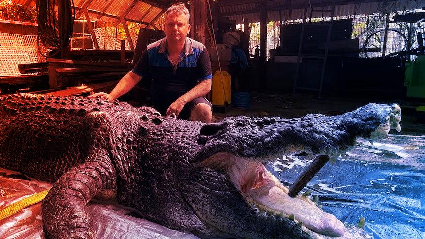 Az óriáskrokodilt egy 40 éve lappangó kór ölte meg