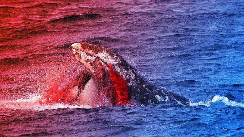 Az orkák tényleg egyre okosabbak – vagy csak úgy tűnik?