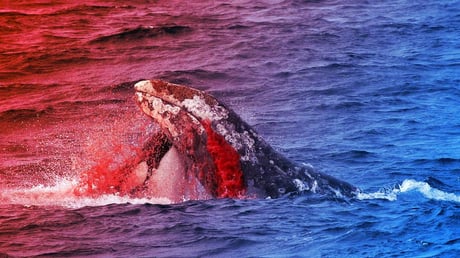 Az orkák tényleg egyre okosabbak – vagy csak úgy tűnik?