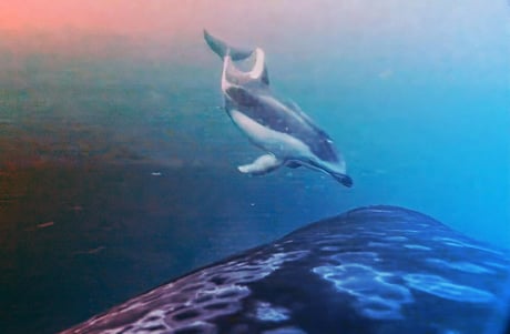 Az orkák új szövetségesekkel vadásznak lazacra?