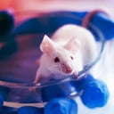 Az örök ifjúság nyomában: egérkísérlet kavarja fel a tudományt