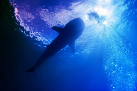 Az ősi cápák és ráják visszakapaszkodnak a kihalás széléről