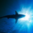 Az ősi gigacápa, akitől már a Megalodon előtt is rettegtek