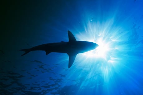 Az ősi gigacápa, akitől már a Megalodon előtt is rettegtek