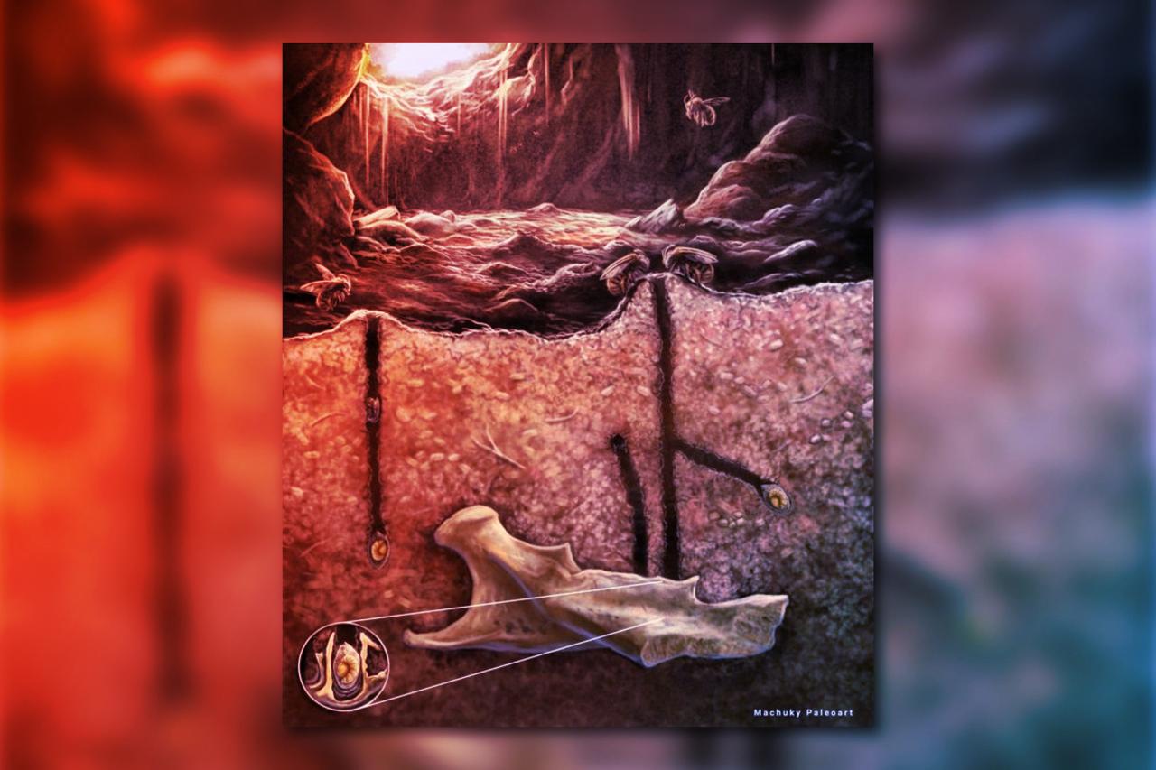 Az ősi méhek titkos rejteke: fészkek a csontok mélyén