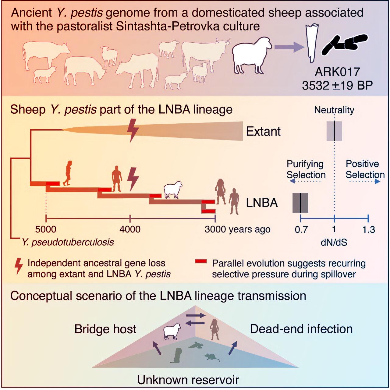 Az ősi pestisről egy birkacsont rántotta le a leplet