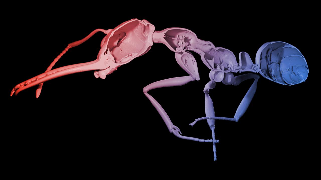 Az összetartás ára: a hangyák ereje a tömeg, nem a páncél