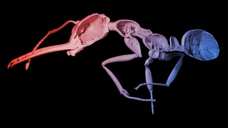 Az összetartás ára: a hangyák ereje a tömeg, nem a páncél