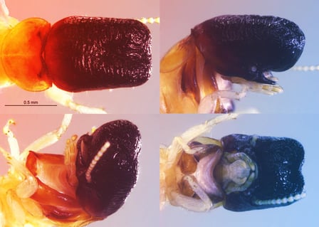 Az új bálnaszerű termesz: különös jövevény a lombkoronából