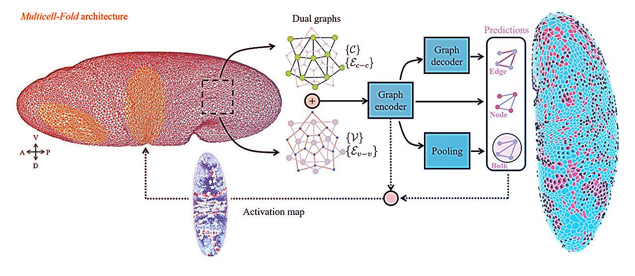 Az új MI már sejtszinten látja előre a fejlődést