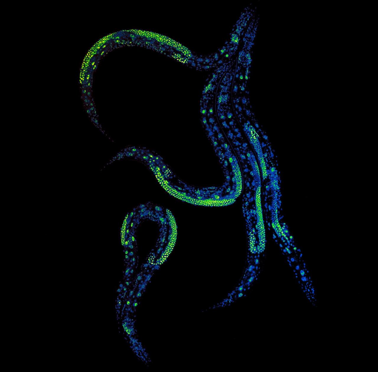 Az új növényi hormontrükk forradalmasítja a fehérjeszabályozást