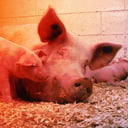 Az új spanyol sertéspestis-hullám: laborból szökött a vírus?