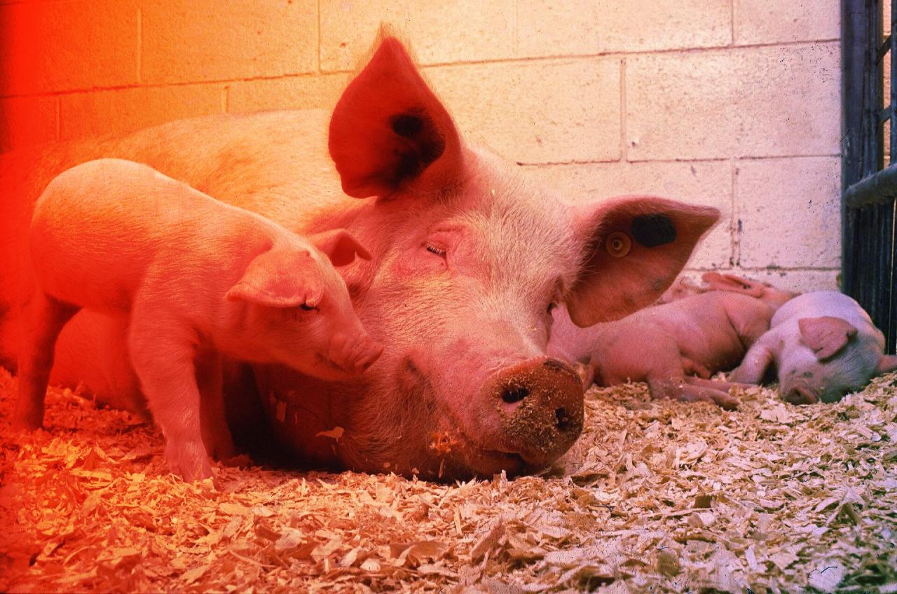 Az új spanyol sertéspestis-hullám: laborból szökött a vírus?